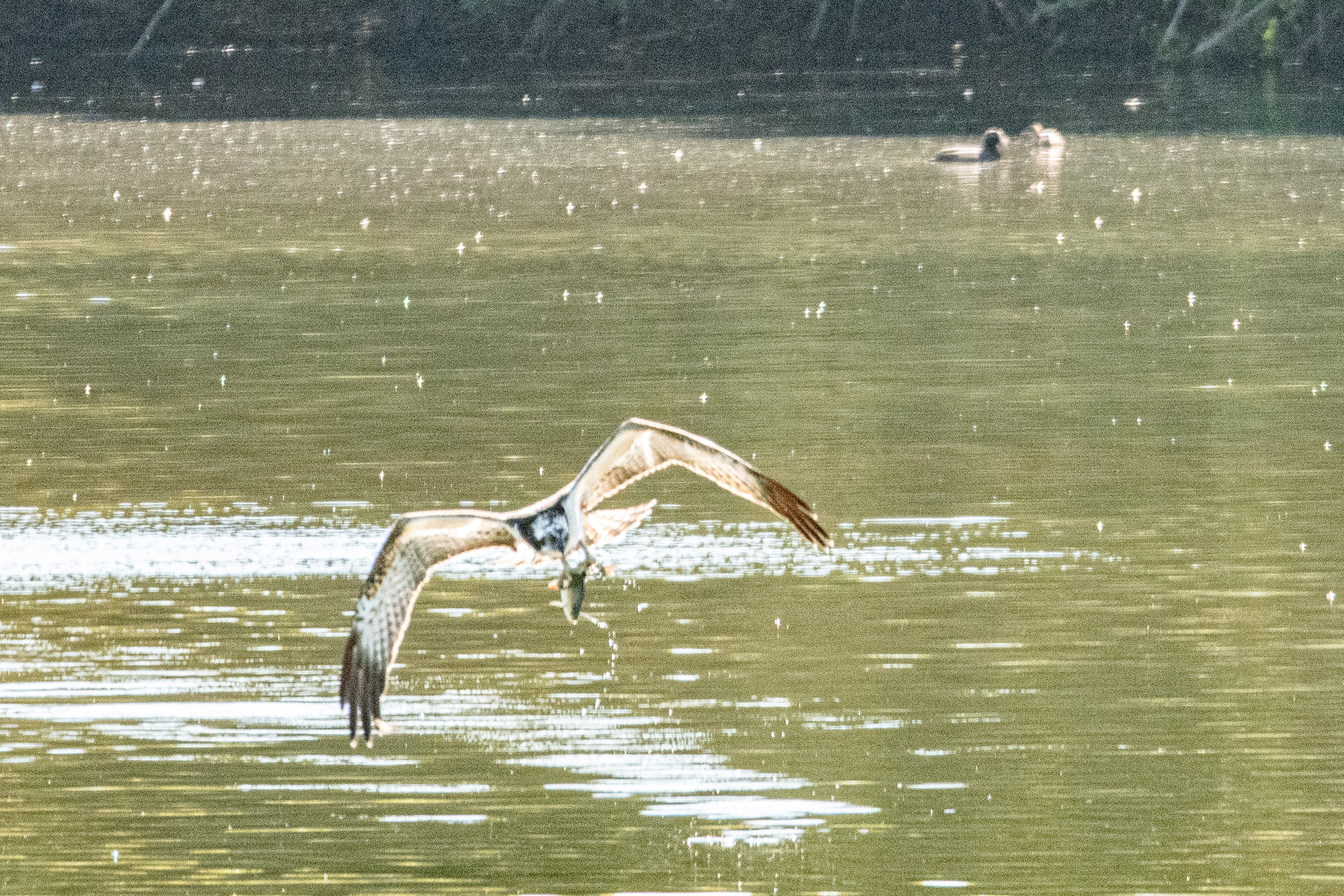 Balbuzard pêcheur juvénile (Osprey, Pandion haliaetus) quittant le Dépôt 54 de la Réserve de Mont-Bernanchon avec le Rotengle (Scardinius erythrophtalmus) qu'il vient d'y capturer.